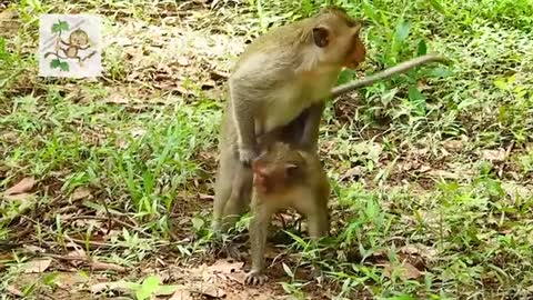 Wow Young Monkey make mating funny