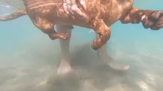 Just a dog swimming