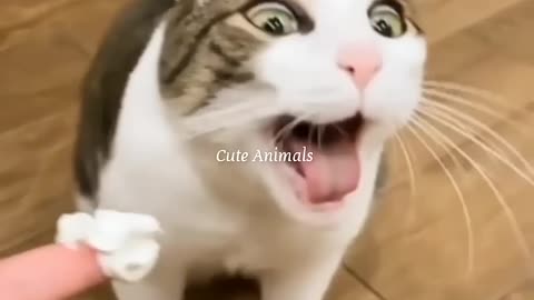 Cat Funniest Videos