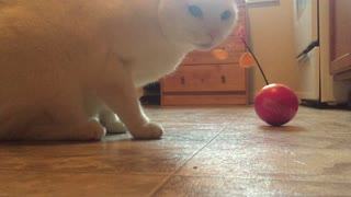 How to entertain your cat 2: Major Electric Laser