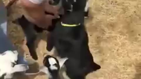 Baby Goats in line to get Hug from their Father