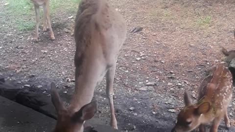 Training a Young Fawn