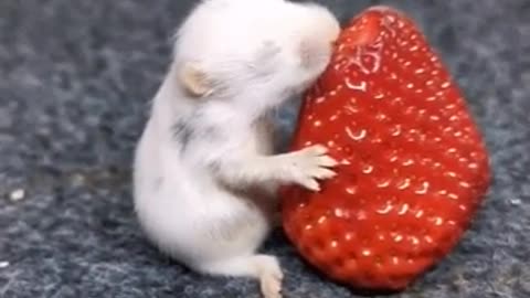 Satisfying Hamster eating strawberry