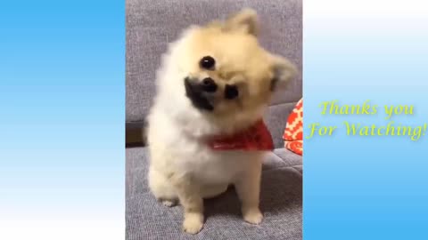 Cute Pets and Funny Animals Compilation! watch and have fun!