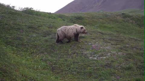 A Grizzly Bear at Denali National Park, Alaska
