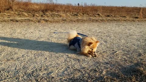 Hilariously playful pom puppy plays with a seed