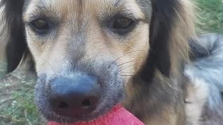 Brown dog eating watermelon slice