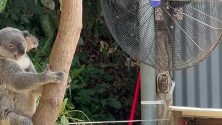 Koala Cools Off In Breeze