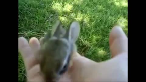 Baby Bunny Rabbits Binky CUTEST Compilation