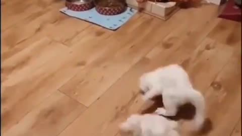 Funny Cat and dog fighting