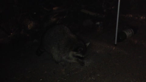 Raccoon attack