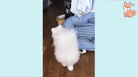 videos de perritos tiernos