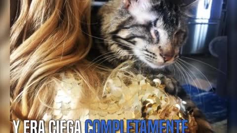 Niña trama el plan perfecto para convencer a sus padres de adoptar a la gatita ciega que vio