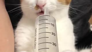 The cat is drinking from a syringe