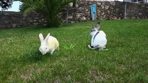 Bunny Rabbits Eating Together--FH