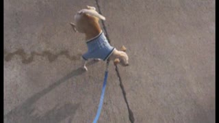 Circus Chihuahua Balances On Front Legs While Making It’s Own Pee Tightrope