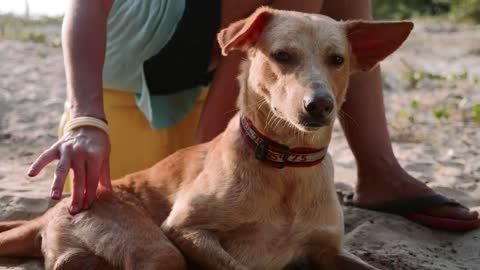 Girl volunteer in the nursery for dogs doing physiotherapy cute adult dog