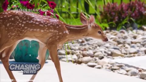 This is how Wild Animals Invade Swimming Pools!!