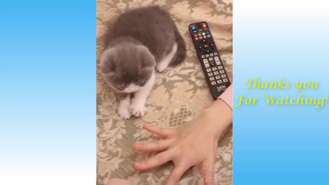 funnyCute Pets And Funny Animals Compilation