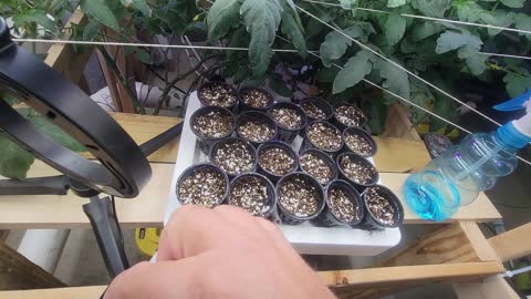 Starting Seeds in Net Pots