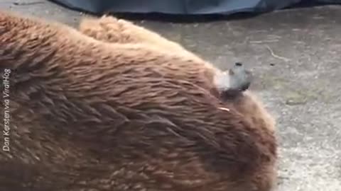 bird picks up a dog's hair to make a litter