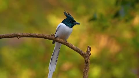 Asian paradise flycatcher (Male)