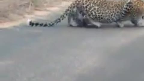 Leopard stalking an impala