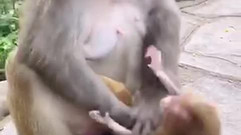 MONKEY MOTHER DEAR