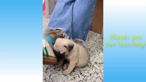 funny animal videos, to laugh until the belly hurts 🤣😂