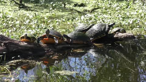 Many turtles