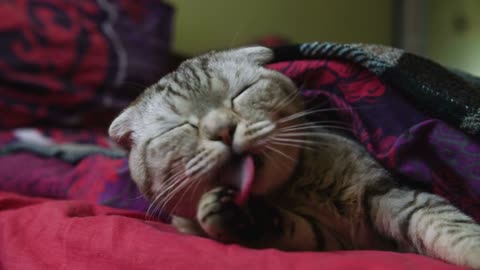 Close up of tired tabby cat yawning