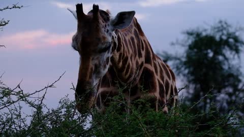 Beautiful so tall giraffe eating from the top of the trees