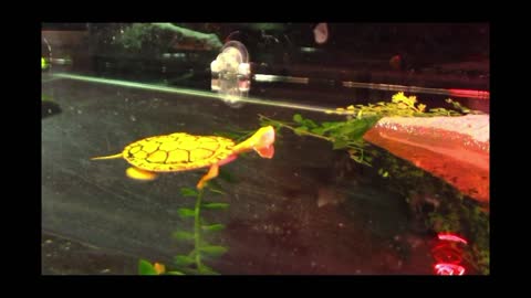 Albino Frog and Albino Turtle Living In the Small Space