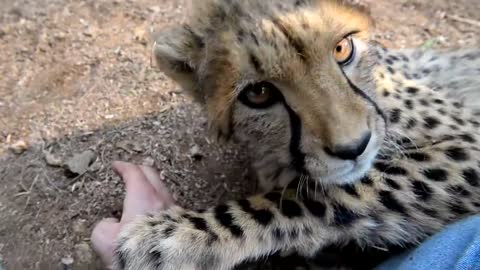 Young and cute purring cheetah licking arm