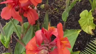 Colors of Canna Lilies