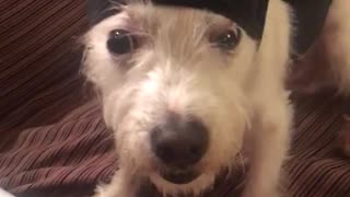 White dog with black beanie with fur pulled back stays completely still