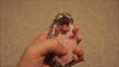 A hedgehog baby