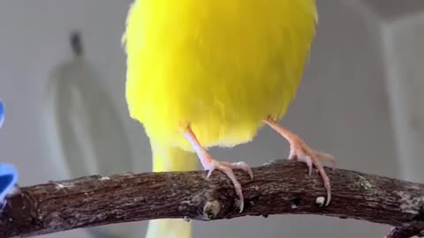 Beautiful yellow colour Bird 🐦