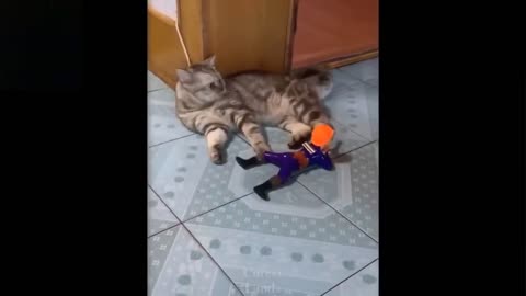 Funny cat video .Cat vs Toy SOLDIER