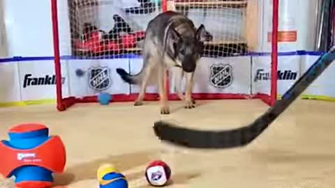 Dog Goalie 🐶🥅