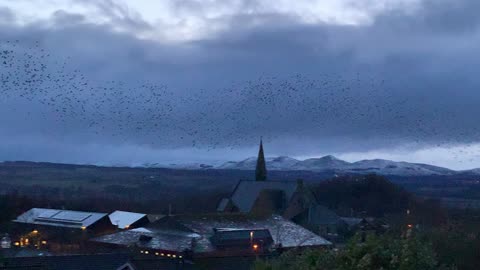 Home of the starlings