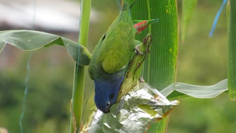 Ave parrot is beautiful and nature