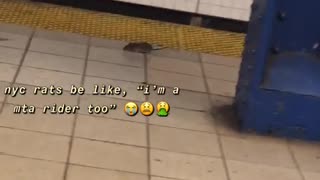 Rat scurries around subway station platform