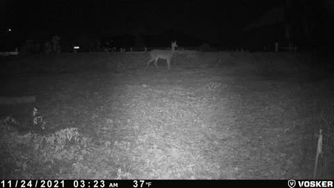 Deer on game cam