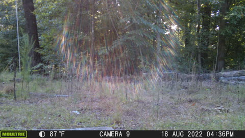 Sun shining through trees and deer.