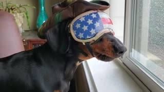 Most American dog ever keeps an eye on the neighborhood