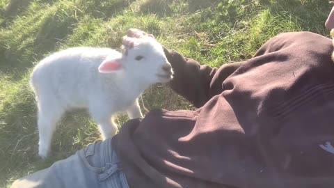 Cute lamp plays with owner.