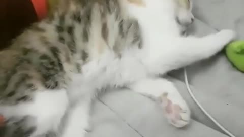 The cat does not want to wake up very funny