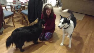 Jealous husky doesn't like sharing affection