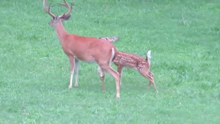 Bambi & buck